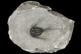 Spiny, Cyphaspis Trilobite - Morocco #163379-2